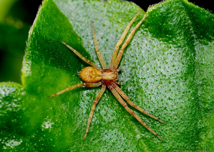 Philodromus sp. del Chianti